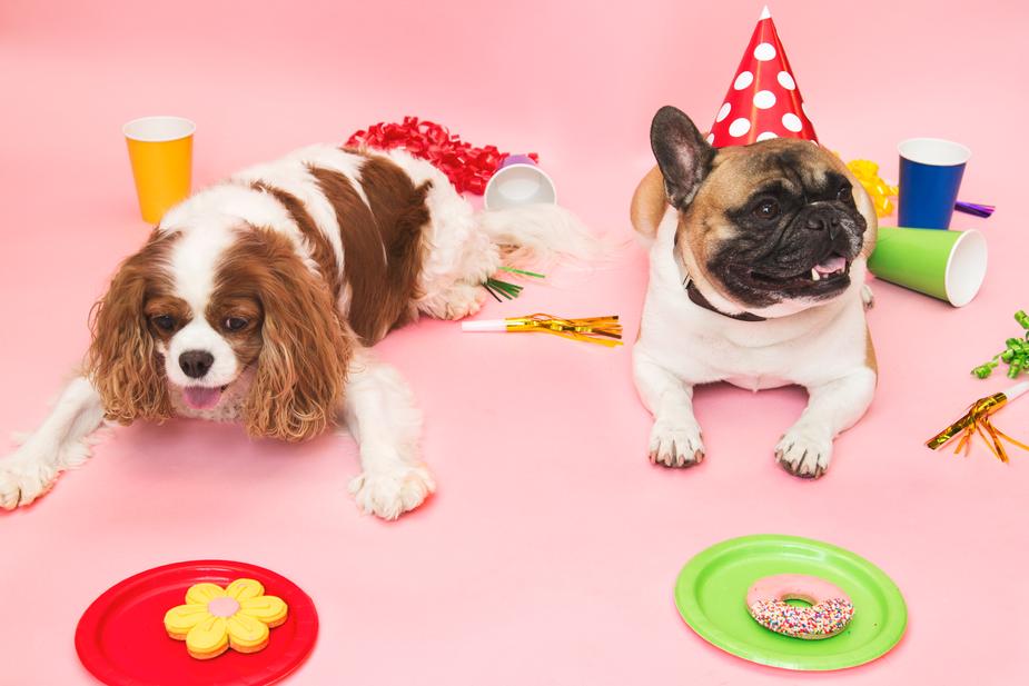 Two dogs laying side by side with treats in plates infront of them and wearing party hats.